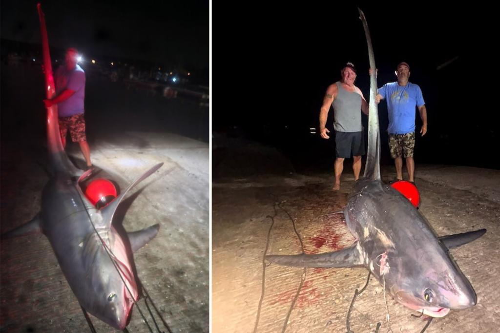 giant-shark-connecticut-coast
